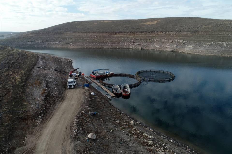 <p>- Sivas</p>

<p>Sivas'ın Suşehri ilçesindeki Çamlıgöze Baraj Gölü'nde bir firma, yılda 3-4 bin ton alabalık yetiştiriyor.</p>

<p>İlçeye 15 kilometre uzaklıktaki Çamlıgöze Baraj Gölü'nde firmanın balık üretim alanlarında irili ufaklı 170 kafes bulunuyor.</p>

<p> </p>
