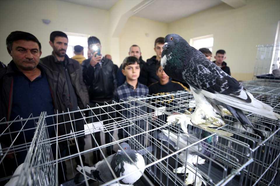 <p>Beldedeki d&uuml;ğ&uuml;n salonunda ger&ccedil;ekleştirilen festivalde, 8 ilden getirilen 120 farklı ırkta g&uuml;vercin sergilendi.</p>

<p>&nbsp;</p>
