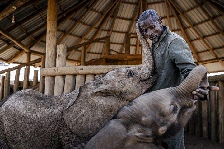 <p>Fil bakıcısı Kiapi Lakupanai, 12 Ekim 2022'de Kenya, Samburu, Namunyak Yaban Hayatı Koruma'daki Reteti Fil Barınağında iki buzağıyla oynuyor. Reteti Fil Barınağı, Namunyak'taki mevcut kuraklık nedeniyle kurtarma operasyonları ve yetim ve terk edilmiş fil yavrularıyla dolu.</p>

<p>Kavrulmuş topraklar ve kuru kuyular, birçok yavru filin bitkin annelerini kaybetmesine veya terk edilmesine veya kaybolmasına neden olan araziyi kaplıyor. Doğu Afrika'nın kırk yıldaki en kötü kuraklığı, Kenya'nın ünlü vahşi yaşamını olağan yiyecek ve su kaynaklarından mahrum bırakırken, insan-yaban hayatı çatışmasını artırıyor. Şiddetli kuraklık sadece milyonlarca insanı açlığın eşiğine getirmekle kalmadı, aynı zamanda bölgedeki zengin biyolojik çeşitliliği de tehdit ediyor.</p>
