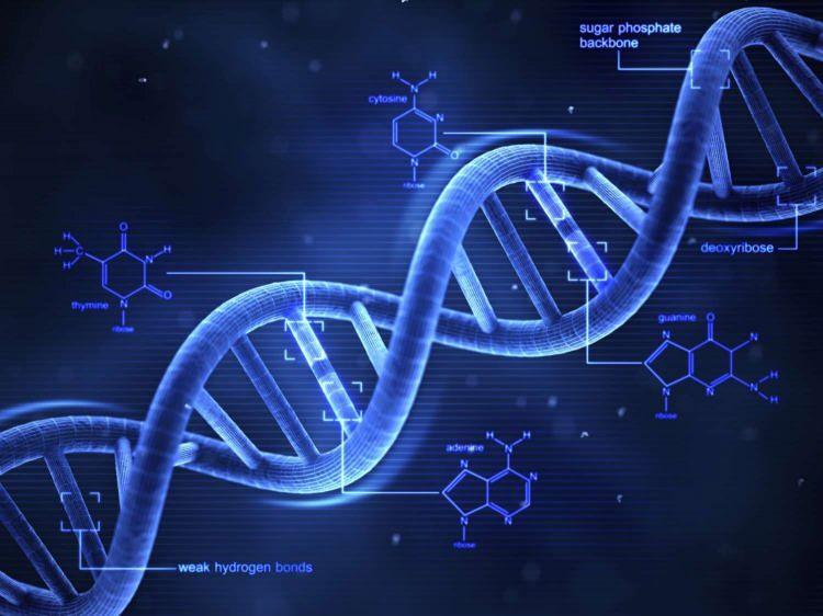 <p>Bu DNA’ları kullanarak her bireyde bulunan SPATA31 gen kopya sayısını dijital PCR metodu ile belirleyeceğiz.</p>
