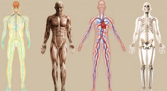 <p><strong>“BAU Yaşlanma ve Genom Laboratuvarını kuruyoruz”</strong></p>
<p>Bu çalışmayı gerçekleştirmek için Bahçeşehir Üniversitesi’nde Yaşlanma ve Genom Laboratuvarı’nı kuracaklarını söyleyen Dr. Öğr. Üyesi Cemalettin Bekpen, “Laboratuvarda Max Planck Enstitüsü’nde uzun yıllar boyunca elde ettiğimiz verileri pratiğe dökerek insan yaşlanmasında SPATA31 gen kopya sayılarının etkilerinin ayrıntısı ile belirlenmesini sağlayacağız. </p>