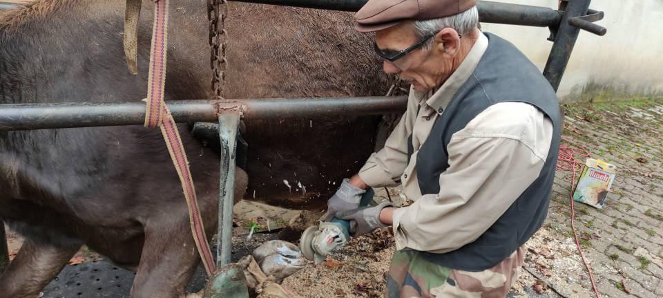 <p>Aletleriyle birlikte ineklerin tırnaklarına bakım yapıyor. Tırnakları kesilen inekler rahatlarken süt verimleri artıyor. Oruç, bu işten hayvan bakım başına 250 lira ücret alıyor.<br />
 </p>
