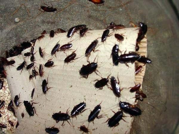 <p>Hamamböcekleri yaklaşık olarak 250 milyon yıldır yaşadıkları halde hiçbir değişime uğramamışlardır.</p>