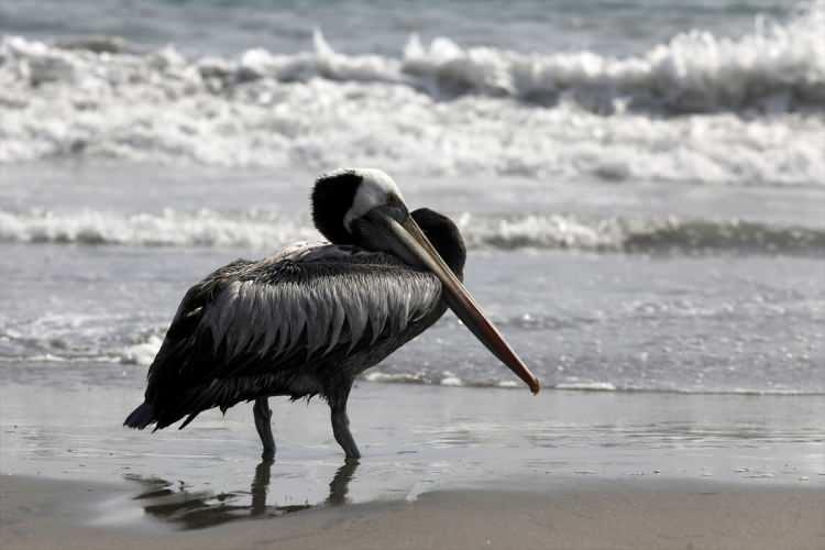 <p>Ölü pelikanlar, başkent Lima başta olmak üzere ülkedeki bazı sahillere vurdu.</p>
