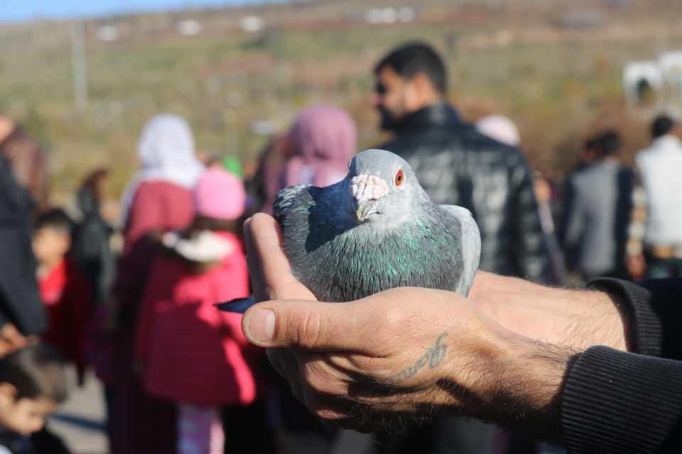 <p>Bunları nerede bırakırsanız bırakın kendi evine gider. Kesinlikle kaybolmazlar, güçlü ve Diyarbakır’a ait bir cinstir. Şu an on bine yakın Diyarbakır güvercini bırakacağız. </p>
