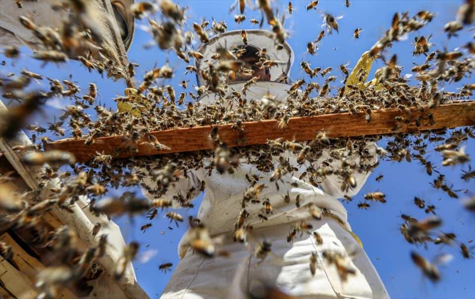 <p>Diyarbakır, Mardin ve Şanlıurfa sınırında yer alan Karacadağ bölgesinde, Tarım ve Orman Bakanlığınca oluşturulan bal ormanlarıyla zenginleştirilen flora sayesinde bu yıl bin ton bal elde edildi.</p>
