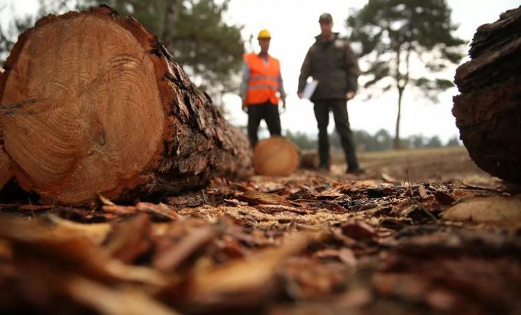 <p><strong>'BU AĞAÇ O BELEDİYENİN SORUMLULUK SAHASINDA'</strong></p>

<p>İnce’nin avukatı Mutlu Çakır ise belediyenin hizmet kusuru işlediğini ifade ederek şunları söyledi: “Olay günü İzmir fırtınalıydı ama doğal afet boyutunda bir fırtına değildi. Bu kaza müvekkilimin başına geldikten sonra konu bize intikal etti. Belediye bir idaredir ve idarenin kusurlu eylemi şahıslara, herhangi bir yere maddi manevi bir zarar ortaya çıkartırsa idarenin sorumluluğu doğar. Bunun hukuktaki temel dayanağı da hizmet kusuru diye ifade edilir. Orada bir park var ve bu parkın sorumlusu Karabağlar Belediyesi. Bu ağaç da o belediyenin sorumluluk sahasında olan bir ağaç. Hatta çevredeki vatandaşlar da ‘Bu ağaç birinin üzerine düşebilir diye ağacın kaldırılması için belediyeyi aramıştık’ diyerek tanıklık yapmak istedi. Ağaç çürümüş bir ağaç ama ayakta duran büyük bir ağaç. Bu ağaç düştükten sonra idarenin hizmet kusuru olduğunu tespit ettik. Müvekkilim çok büyük bir hayati tehlike atlattı ama şansı vardı ki olay acil servisin hemen yakınında oldu.”</p>
