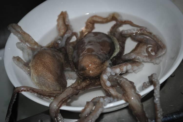 <p><span style="color:#2F4F4F"><strong>Son derece yumuşaktır, ancak yapışkan yapısı ve &ccedil;iğnenebilir dokusu herkese g&ouml;re değildir. Geleneksel olarak, yemeğin okyanus tazeliği aromasını tamamlamak i&ccedil;in susam yağı ve tohumlarla servis edilir.</strong></span></p>
