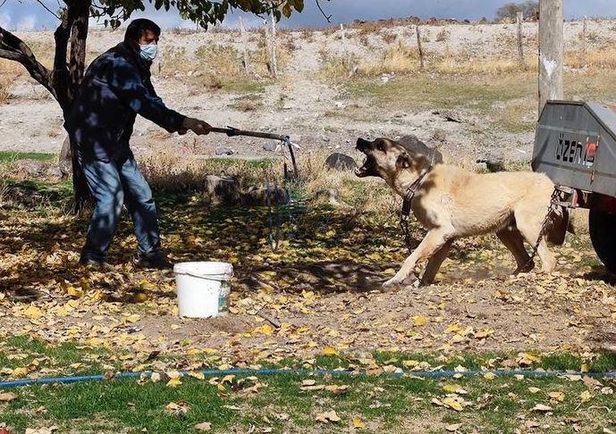 <p>Gerekli tüm tedbirlerin alındığı köylerde pazartesi günü itibariyle tüm kedi, köpek türleri aşılanacağı ve Dikilitaş, Yeniköy ile Zormağara köylerinde 6 ay boyunca karantinanın uygulanacağı belirtildi.</p>
