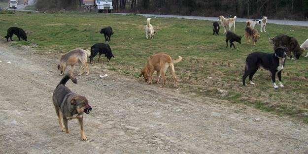 <p><strong>ERDOĞAN TALİMAT VERMİŞTİ</strong></p>

<p>Cumhurbaşkanı Recep Tayyip Erdoğan, geçtiğimiz yılın Aralık ayında sokakta tehlike oluşturabilecek köpeklerin toplatılması yönünde belediyelere talimat vermişti.</p>
