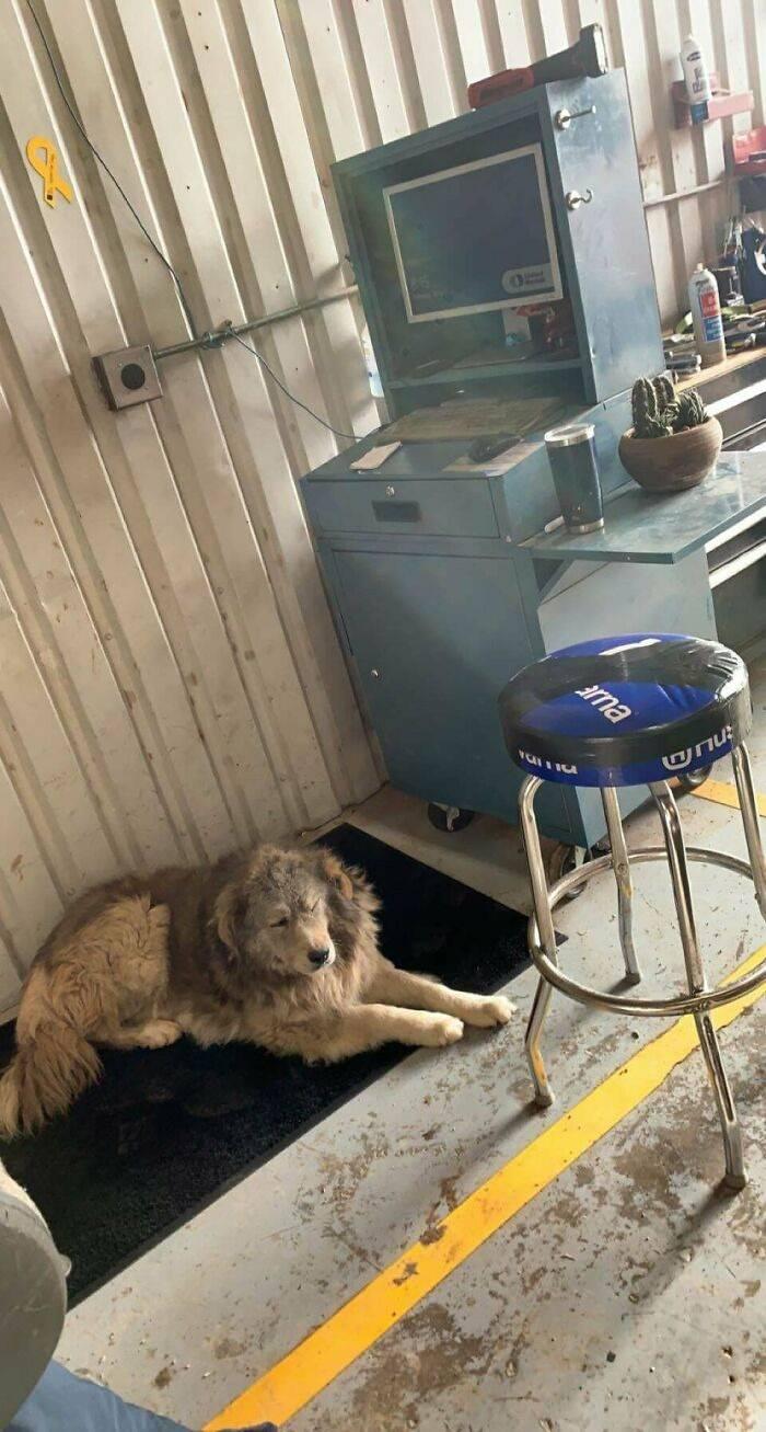 <p>Her garajda bulunan ve orayı yuva edinen köpekler.</p>