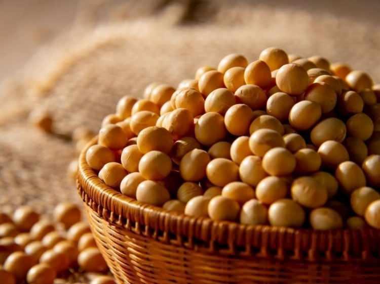 <p><span style="color:#DAA520">SOYA</span></p>
<p><strong>Vegan beslenenlerin gözdesi olan soya fazla tüketim sonucunda östrojen hormonuna zarar vermektedir. </strong></p>