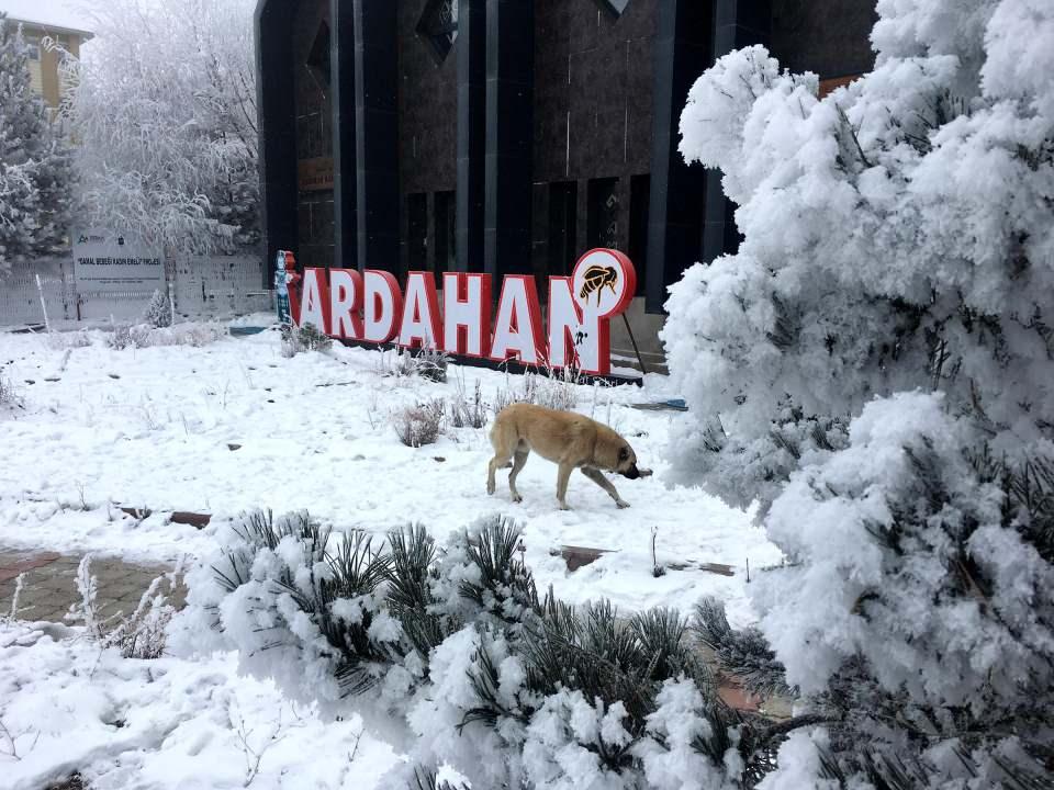 <p>ARDAHAN</p>
