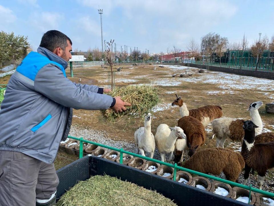 <p>Kayseri Büyükşehir Belediyesi Anadolu Harikalar Diyarı Hayvanat Bahçesi görevlileri, her hayvana göre ısıtıcılarla sıcaklık belirleyip, besin değeri yüksek yiyecekler vererek, hayvanlara zorlu kış şartlarını hissettirmiyor. Anadolu Harikalar Diyarı Hayvanat Bahçesi Müdürü Burhanettin Bacak, “Yaz şartlarında yaşayan hayvanların herhangi bir sıkıntıya düşmemeleri için gerekli önlemleri aldık” dedi.</p>
