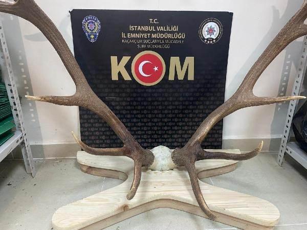 <p> Bunlar genellikle dekoratif amaçlı kullanılmakta. Mesela bazı ürünleri altlık olarak kullanıyorlar, bazılarını avize olarak kullanıyorlar. Genellikle lüks mekanlarda lüks evlerde kullanılmakta veya duvara asmak için kullanılıyor. Bir çok kullanım yeri var ama genellikle lüks tüketim. Bu ürünlerin fiyatları yaban hayvanın nadirliğine göre değişiyor. Daha nadir türlerde çok daha yüksek meblağlarda değer çıkarmaktalar. Daha çok bulunan türler de ise fiyatlar düşüyor. Bu ürünler yasadışı avcılıkla elde ediliyor. Genellikle bunları toplayan ve avlayan kişiler, ticaretini yapan kişiler satıyorlar ve bunu bu şekilde piyasaya sürüyorlar. </p>