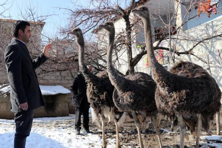 <p>Van’ın merkez İpekyolu ilçesinde yaşayan Mürsel Hazır isimli avukat, 45 günlükken aldığı deve kuşlarına evinin bahçesinde evlatları gibi bakıyor.</p>
