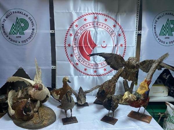 <p><strong>“HAYVANIN TÜRÜ AZALDIKÇA PARÇASININ DEĞERİ ARTIYOR"</strong></p>

<p>Operasyon kapsamında ele geçirilen hayvan parçaları Doğa Koruma ve Milli Parklar Müdürlüğü’ne teslim edilirken tarihi eserler ise Müze Müdürlüğü’ne verildi. Konuyla ilgili açıklama yapan Doğa Koruma ve Milli Parklar Müdürlüğü görevlilerinden Umut Yüksel, “Burada bir çok nadir tür bulunmakta. Toplamda bin 276 adet hayvana ait kürk, deri, boynuz ve tahnit ele geçirildi.</p>
