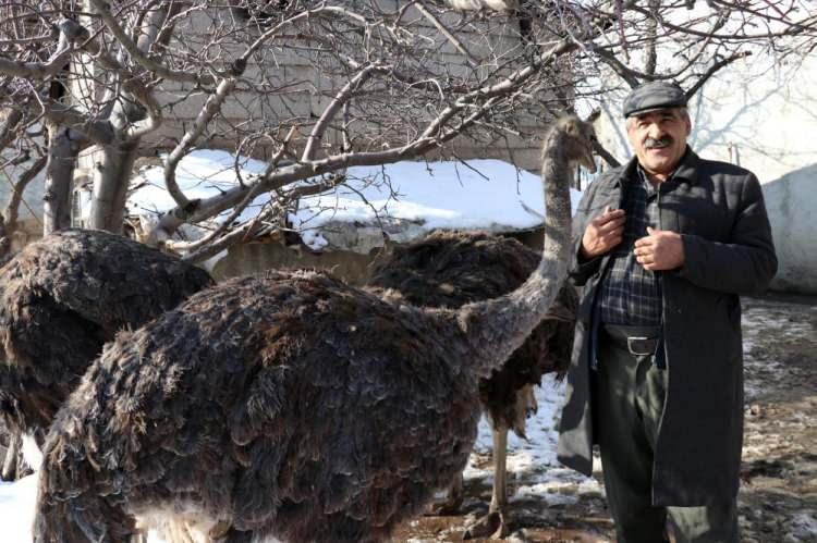 <p>Van’da korona virüs salgını tedbirleri çerçevesinde evden çıkamayan Mürsel Hazır isimli genç avukat, Aydın’ın Kuşadası ilçesinden 3 deve kuşu sipariş etti. Hazır, 2 yıl önce kendisine 45 günlükken gelen deve kuşlarını büyük bir özveriyle besledi. </p>
