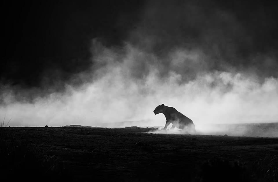 <p>Kenyalı vahşi yaşam fotoğrafçısı ve görüntü yönetmeni Clement Kiragu, bir dişi aslanın bu güçlü fotoğrafını Kenya ve Tanzanya'dan geçen Mara Nehri kıyısında çekti. </p>
<p>Fotoğraf, siyah Beyaz kategorisinde büyük beğeni topladı.</p>