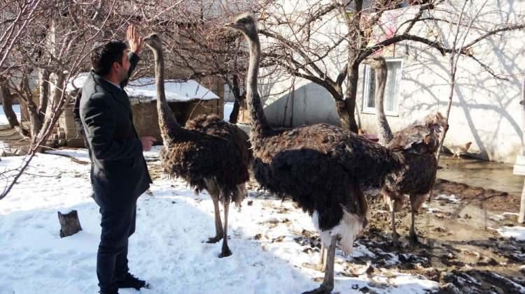 <p>Deve kuşlarını 45 günlükken aldıklarını ve kendilerinin de 2 yıldır yetiştirmeye devam ettiklerini dile getiren Hazır, "Büyükbaş hayvan beslemekten çok daha faydalı diye düşünüyorum. Ancak ülkemizde deve kuşu pazarı yok denecek kadar azdır. Türkiye’de de bunun üretimini yapan vatandaşlarımız bu kuşları yurtdışına satıyor.</p>
