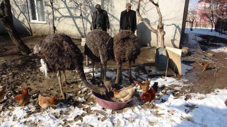 <p>Deve kuşları hakkında daha sonra araştırma yaptık. Yumurtasının ağırlığı 1,5 ila 2,5 kilo civarında değişiyor. Bu yumurta kemik gelişimi için birebir. Etinden, yumurtasından, tüyünden, derisinden ve hatta tırnağından dahi faydalanıyor. Bizler de bu şekilde faydalanmayı düşünüyoruz" dedi.</p>