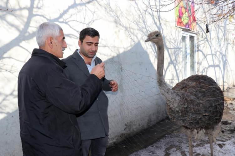 <p>İHA muhabirine konuşan Mürsel Hazır isimli avukat, deve kuşlarının Kuşadası’ndan kendilerine gönderildiğini belirtti. Yaklaşık 2 yıldır deve kuşlarını beslediklerini ifade eden Hazır, "Bunu ilk başlarda hobi amaçlı almıştık. Nasip olursa bunu daha da büyütmeyi düşünüyoruz. Deve kuşları hem stres atmamızı sağlıyor hem de insanımız ilgi duyuyor. Şehir dışından gelip bu kuşları görmek isteyenler oluyor.</p>
