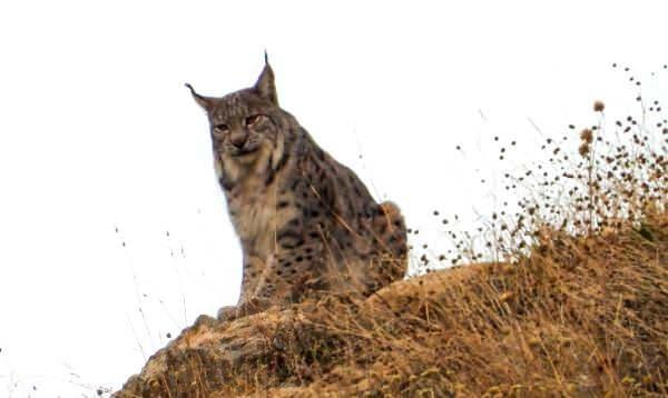 <p>Çevreciler tarafından yaban hayatının Doğu Anadolu'daki evi olarak da tabir edilen park, özellikle doğa fotoğrafçılarının da uğrak mekanı. Kentte 20 yıldır dağcılık ve doğa fotoğrafçılığı yapan İsmail Ateş de Munzur Vadisi Milli Parkı’nda bugüne kadar bozayı, ur kekliği, yaban keçisi, şamua, domuz ve su samuru gibi birçok yaban hayvanını görüntülemeyi başardı.</p>
