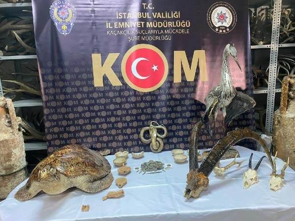 <p>Bunun üzerine polis söz konusu villada hayvan ürünleri de olduğu için Doğa Koruma ve Milli Parklar Müdürlüğü ekipleri ile iletişime geçti. Yaklaşık 6 ay fiziki ve teknik takip yapan polis ekipleri, operasyondan önce söz konusu villaya Doğa Koruma ve Milli Parklar Müdürlüğü’nde görevli bir personeli müşteri olarak gönderdi. Villada özel işçilikle işlenen boynuzların satıldığından emin olununca polis operasyon için düğmeye bastı.</p>
