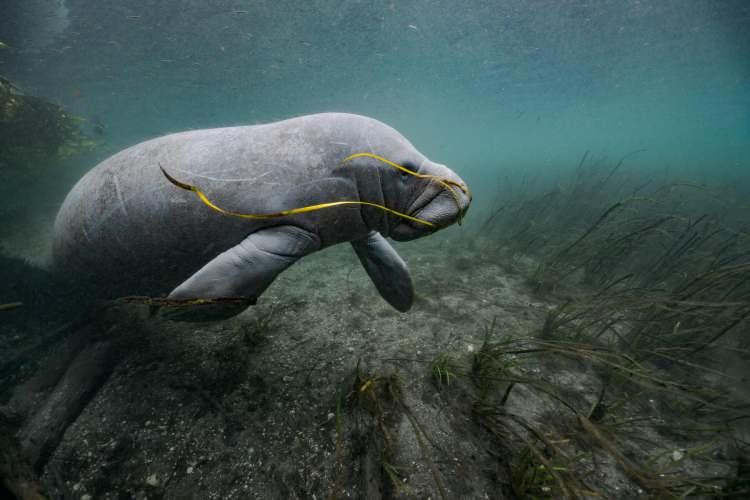<p>ICHETUCKNEE SPRINGS STATE PARK, FLORIDA / A manatee munches on a wisp of eelgrass in Florida’s Ichetucknee River, whose clean, warm waters can be a winter refuge for the aquatic mammals. Manatees can’t tolerate water colder than 68 degrees Fahrenheit. (9 of 49)<br />
PHOTOGRAPH BY JASON GULLEY</p>