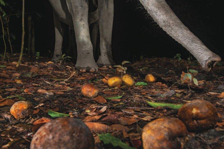<p>Bir fil, orman zemininden bir Detarium macrocarpum ağacının meyvesini topluyor. Araştırmalar, Lopé'nin ağaç meyvelerindeki düşüşün, Orta Afrika'daki son kalelerinden birinde orman fillerinin açlıktan ölmesine neden olabileceğini gösteriyor.<br />
<br />
Fotoğraf: Jasper Doest /National Geographic</p>

<p> </p>
