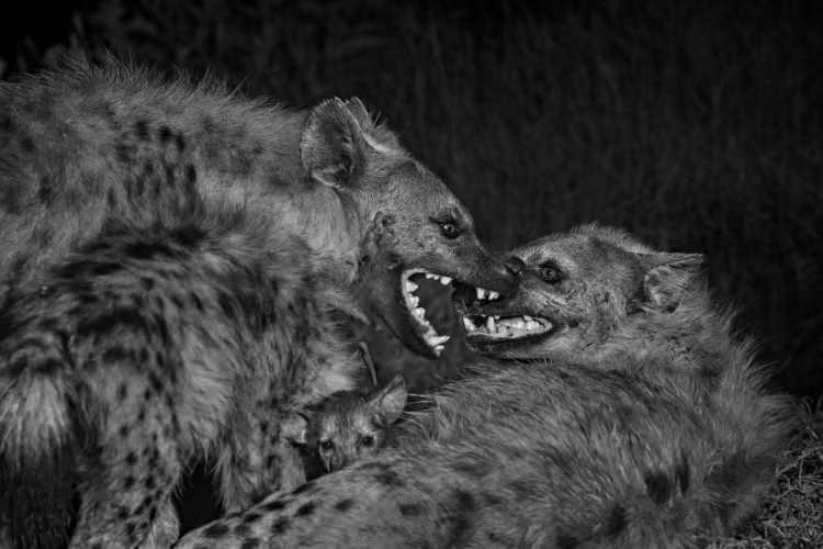 <p>Kızılötesi bir kamerayla fotoğraflanan benekli sırtlanlar.<br />
<br />
Fotoğraf: Jen Guyton /National Geographic</p>