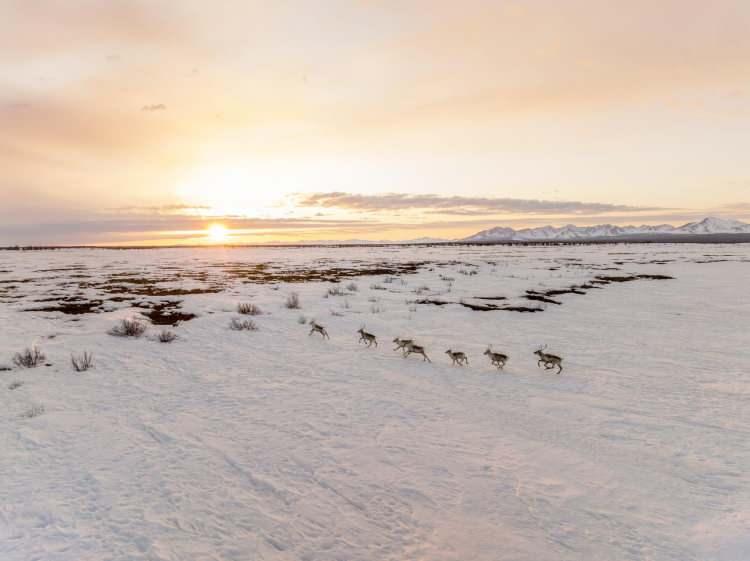 <p>Batı Arktik sürüsünden drone ile yakalanan Ren geyikleri, bahar göçü sırasında küçük Ambler kasabası yakınlarındaki bir vadide dörtnala ilerliyor. <br />
<br />
Fotoğraf: Katie Orlinsky /National Geographic</p>

<p> </p>

