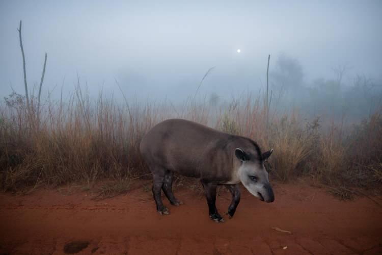 <p>Ova tapiri, puslu bir sabah, dolunayın altında yolda ağır adımlarla ilerliyor. Fotoğrafçı Orlinsky ise buradaki şaşırtan olayın hayvanların dolunay altında tahmin edilemez davranışlar sergileyebileceğini söylüyor ve tapirin bu her zaman gittiği rotanın olmadığını belirtiyor...<br />
<br />
Fotoğraf: Katie Orlinsky /National Geographic</p>
<p> </p>