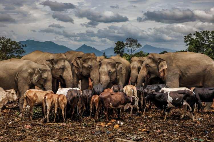 <p>Vahşi Asya filleri, bir çöplükte sığırların arasına karışıyor.</p>

<p>​Fotoğraf: Brent Stirton /National Geographic</p>
