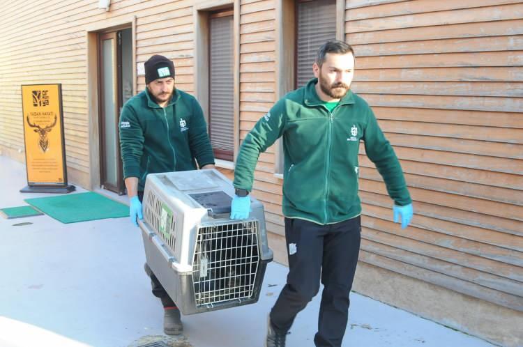 <p>Yine kendisine uygun koşullar altında tavuk, ciğer, kırmızı et ve onların içerisinde kendileri için belirlemiş olduğumuz sağlıklı rasyon programı uygulanıyor. Bu programları, bakıcıları üstleniyor. </p>
