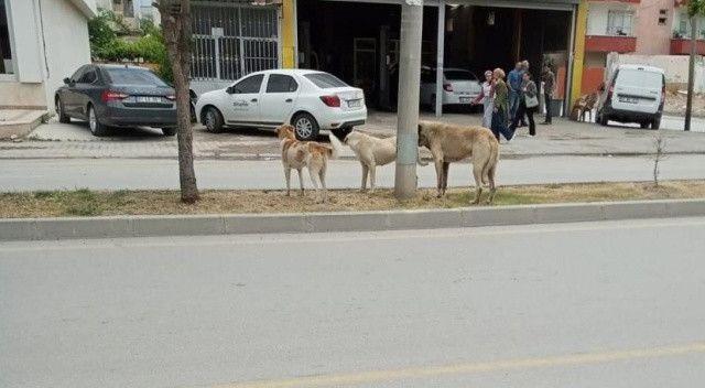 <p>Duruma şaşıran emlakçılar ev satışı yaparken sıkıntı yaşamaya başladıklarını, çeteleşmiş şekilde dolaşan sokak köpeklerinin de tehlike oluşturduğunu söyledi.</p>