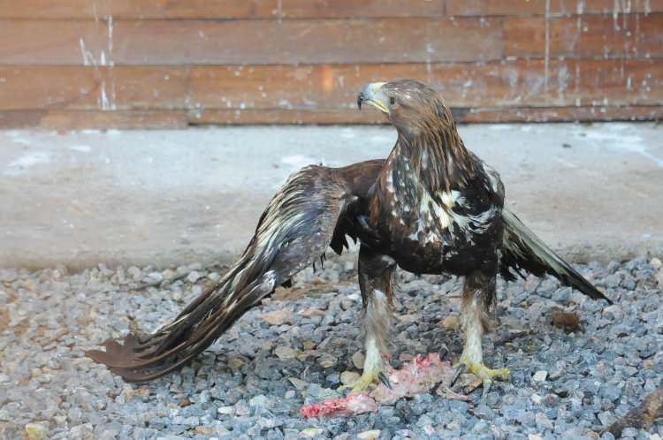 <p>Kocaeli'nin Kartepe ilçesindeki doğal yaşam parkı Ormanya'ya, Kırıkkale'de yaralı getirilen 'kaya kartalı'nın tedavisi tamamlanıp, Engelli Kuşlar Barınağı'na konuldu.</p>
