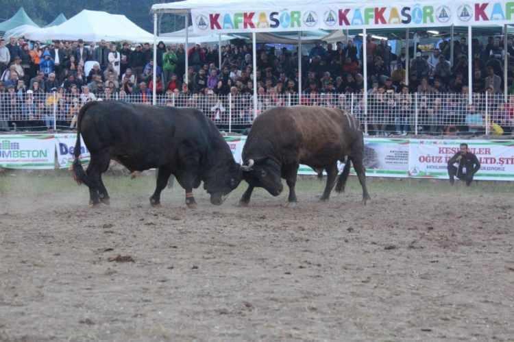 <p>Boğa sahiplerinden Zeki Koçer ise (72), “Geçtiğimiz yılın şampiyonu, emeğimizin karşılığını aldık. Çiftliğimizde şampiyon olan boğalarımız oldu ama Vefa’nın şampiyonluğu başka güzel oldu. Kafkasör’de birinci olmak, çok değerli bir şey. Hayvanları sevmedikten sonra bu iş yapılmaz. Seveceksin, bir çocuk gibi bakacaksın. Bana göre değerinin altında satıldı, Vefa, şampiyon boğa bence daha çok değere sahip” dedi.</p>
