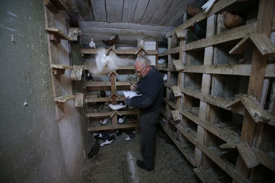 <p>Necati Şendur, AA muhabirine, kuşlarına 64 yıldır ailesinin bir ferdi gibi baktığını söyledi.</p>

<p> </p>
