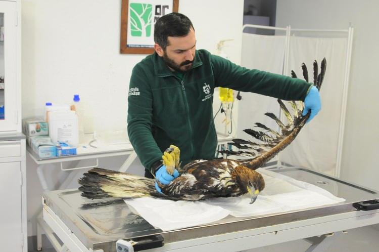 <p> Kanadı tedavi edilemeyecek bir düzeyde yara almıştı, ampütasyonu sağlandı. Bizlere geldikten sonra bir karantina süreci uygulandı. Sağlığında herhangi bir problem olmadığına emin olduğumuz zaman, kendi türlerine uygun bir alana aldık. Bu kartala ömrünün sonuna kadar bakmayı hedefliyoruz" dedi. </p>

<p> </p>
