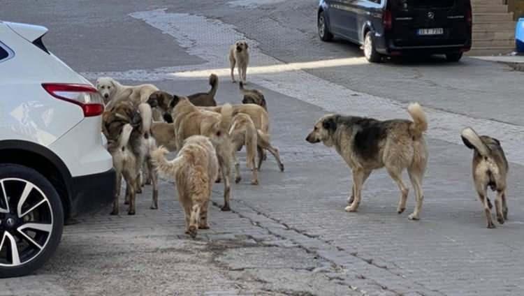 <p>Ama alacağım evin etrafında 10-15 tane saldırgan köpek görmek küçük bir çocuğumuz olduğu için bizi tedirgin ettiğinden vazgeçtik. Yeni kriterimiz başıboş ve tehlikeli hayvan olmasın beklentimiz bu. tu.</p>