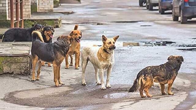 <p>Güzelyalı’da durum bu. Mahalleli de çok şikayetçi, yürüyüş yapamayan amcalar, teyzeler var. Belediye ve yetkililer duruma olaya el atmalılar" şeklinde konuş</p>