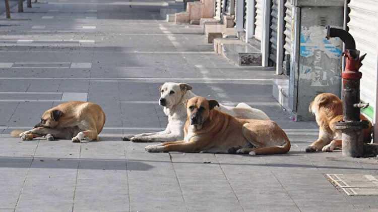 <p>Bu yüzden evini satmak isteyenler var. Aralık ayı içerisinde bize çok fazla müracaat oldu. ‘Sokak köpeklerinin yoğun olmadığı bölgede ev bakalım’ diyorlar. </p>