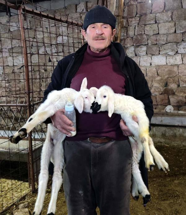 <p>Üreticinin gecesi yok, gündüzü yok. Kuzular beni çok seviyorlar. Kapıdan girdiğimde hepsi bana doğru koşar. 'Nokta', hepsinden önce yanıma koşar" dedi.</p>