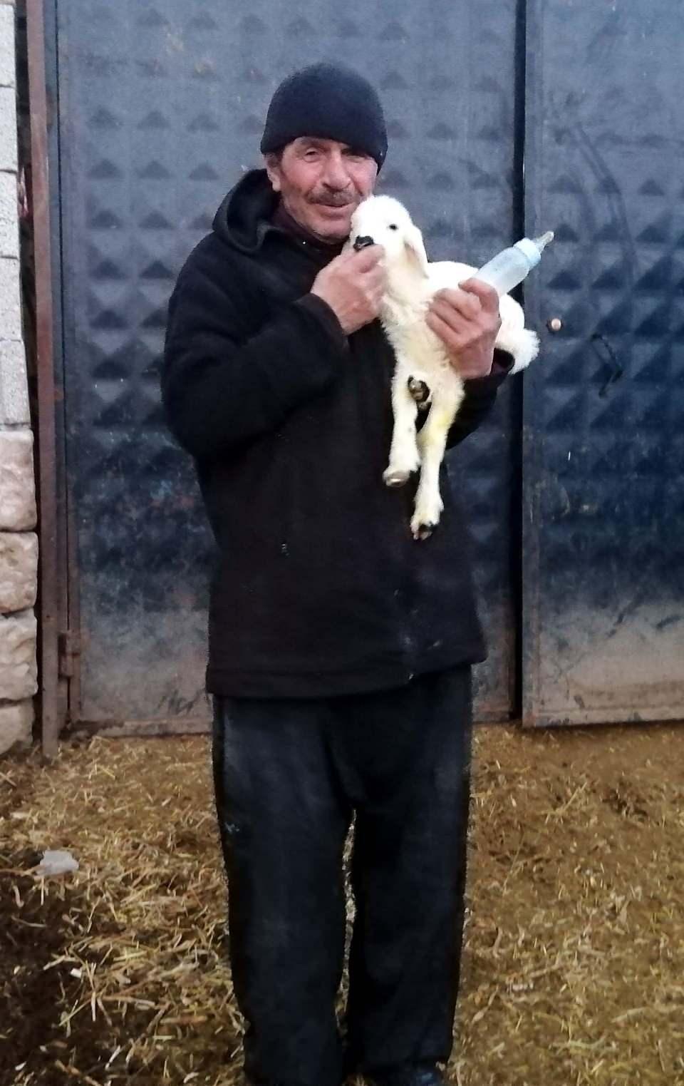 <p>Kuzulardan birisi doğarken öldü. Kuzulardan diğerini annesi kabul etmedi. Annesinin reddettiği kuzuyu biz biberon ile besleyip büyütüyoruz" dedi.</p>

<p> </p>
