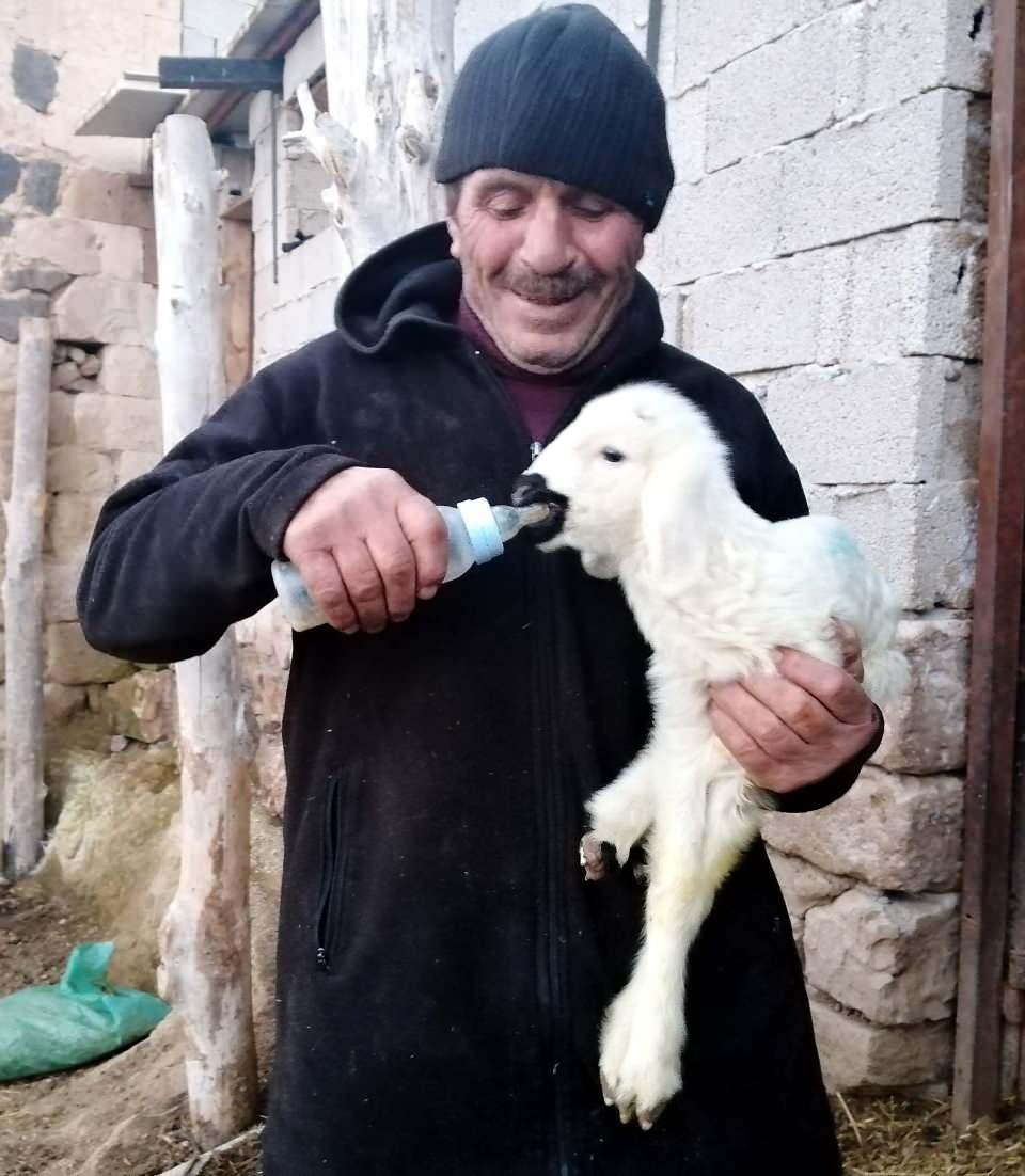 <p>Kuzulardan biri ölü doğdu, birini ise koyun beslemeyi reddetti. Ramazan Karaca, annesinin emzirmediği kuzuyu biberonla beslemeye başladı. Nokta ismini verdiği kuzusuyla bebek gibi ilgilenen Karaca, onu yanından ayırmıyor.</p>

<p> </p>
