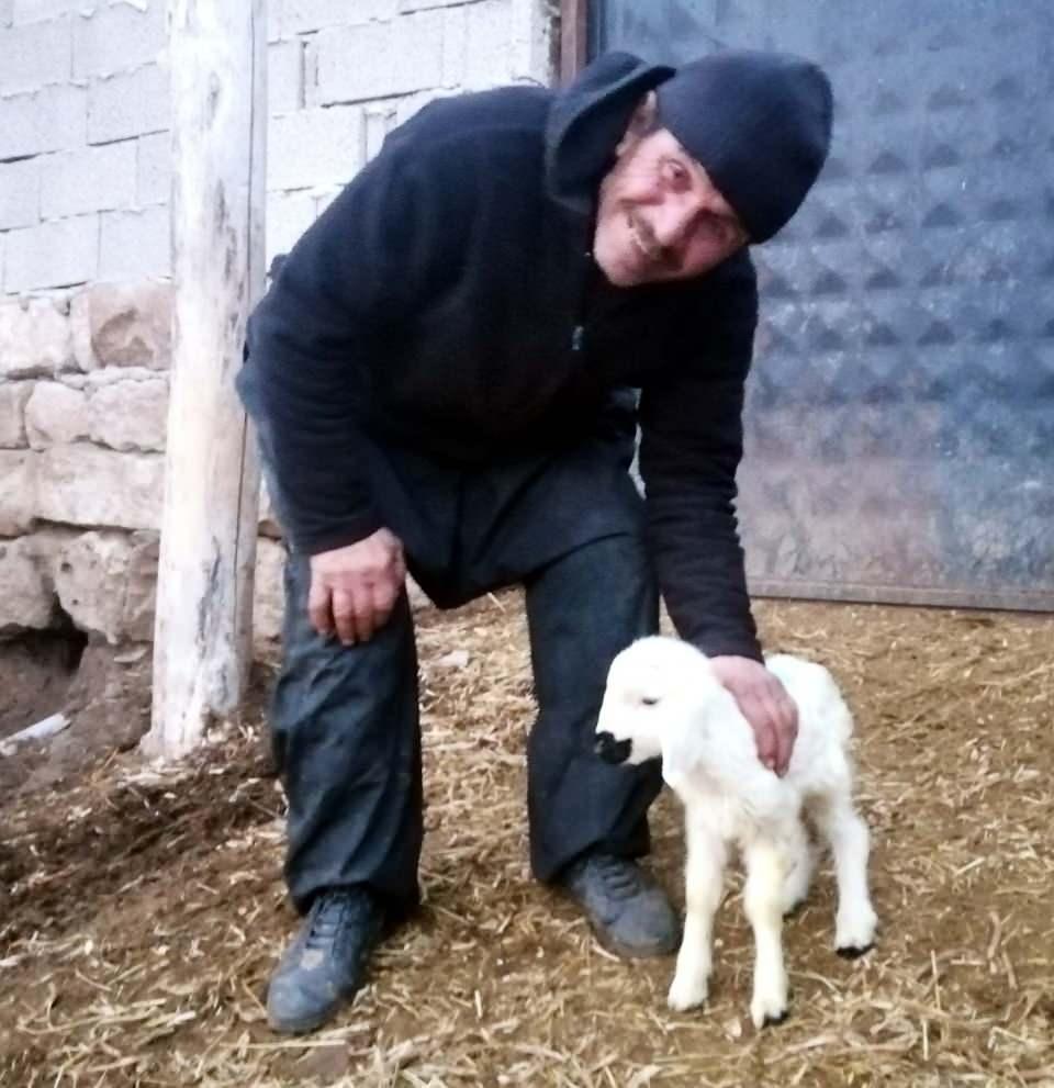 <p>Kuzulardan diğerini annesi kabul etmedi. Annelerinin reddettiği kuzuları biz biberon ile besleyip büyütüyoruz. Çok fazla yoruluyoruz. Yem yetiştiremiyoruz. Çoban bulamıyoruz" ifadelerini kullandı.</p>
<p> </p>