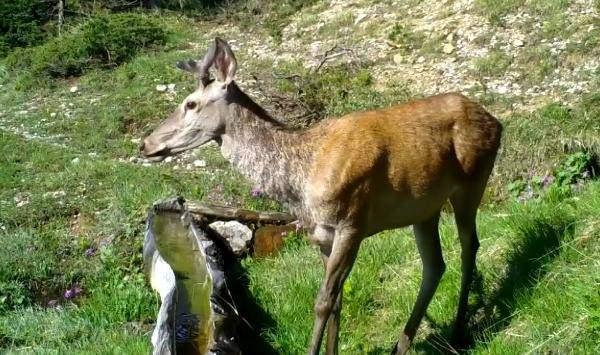 <p>Ormanlarda farklı bölgelere yerleştirilen fotokapanlara; yiyecek ve su arayan geyik, karaca, dağ keçisi, ayı, kurt, vaşak gibi hayvanlar yansıdı. </p>