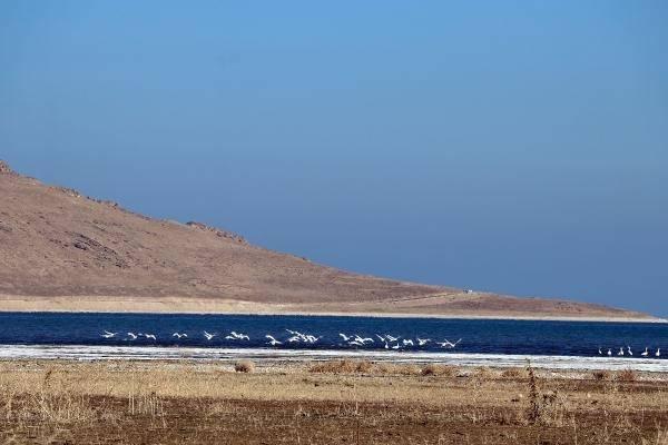 <p>Türkiye'deki 453 kuş türünün yaklaşık yarısının yaşadığı Van Gölü'nün tuzlu ve sodalı suyunu tercih eden kuğular, kış mevsimini burada geçirdikten sonra mart ayında havaların ısınmaya başlaması ile Japonya'nın Hokaido Adası'na gidiyor.</p>
