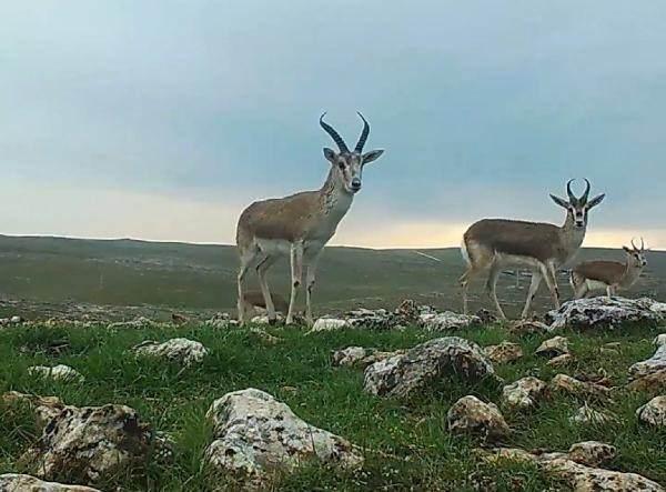 <p>Fotokapanlara yansıyan görüntüler, yaban hayatı çeşitliliğini gösterdi. </p>